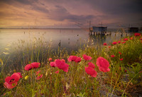 poppies in the Valley