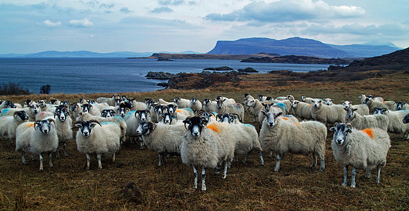 Mull's peerie ones