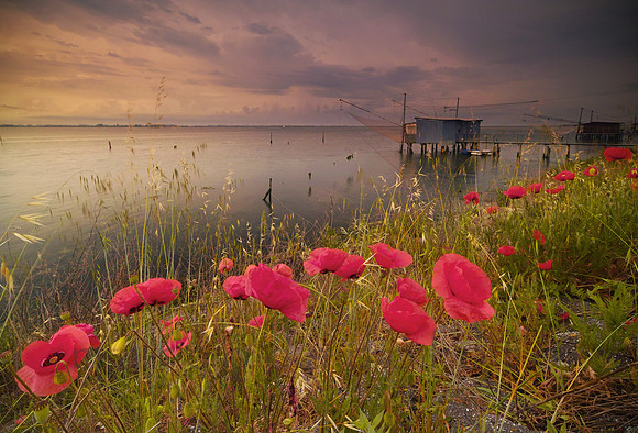 poppies in the Valley