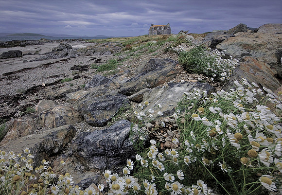 "house of the daisies"