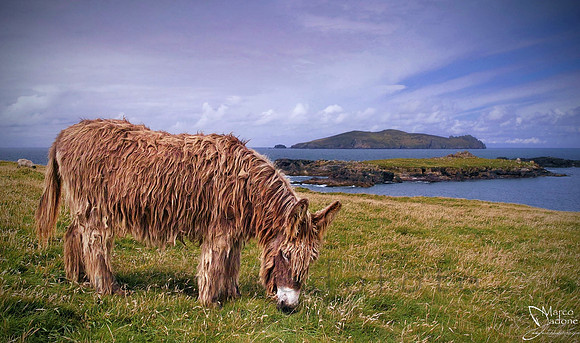 the Blasket donkey