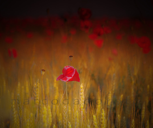 red things