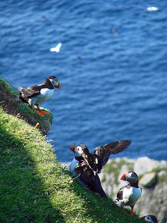 puffins in Hermaness, Unst