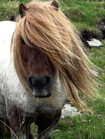 Shetland's pony