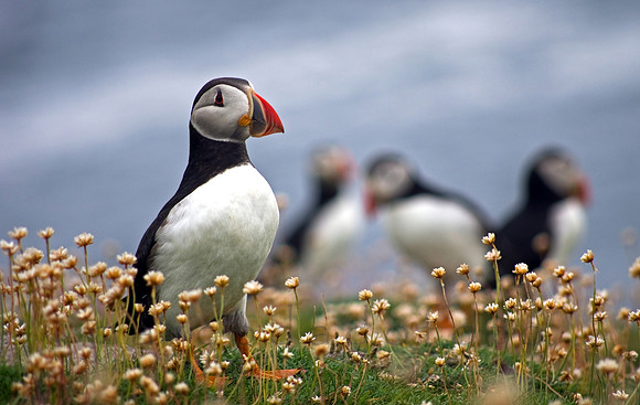 the handsome one, Fair Isle