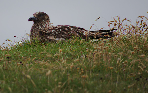 Bonxie