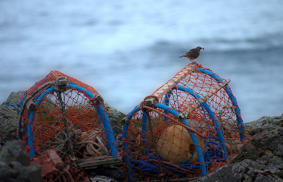 "the wren and the pots"