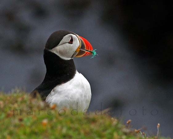 Fair isle's peerie one