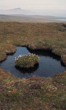 Moorland of Bressay #2