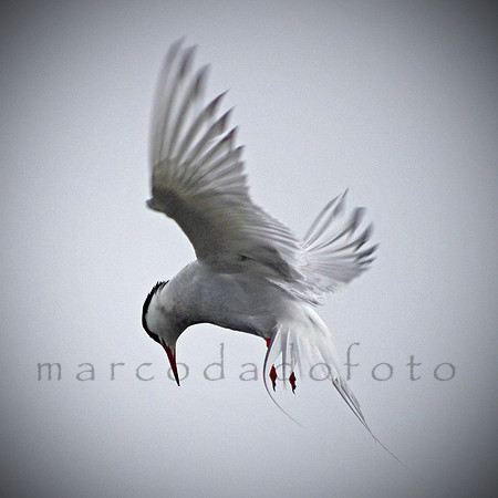 airdance, tirrik in Baltasound, Uist