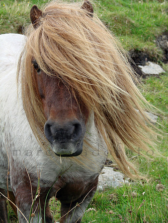 Pony of Unst