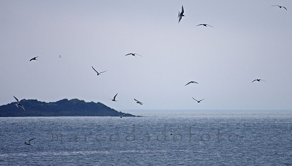 arctic terns fishing in Yell