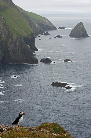 "the northern puffin"