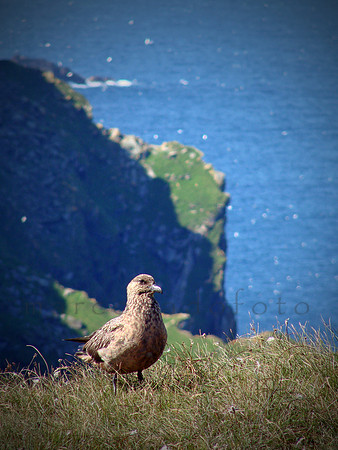 Bonxie in Hermaness, Unst