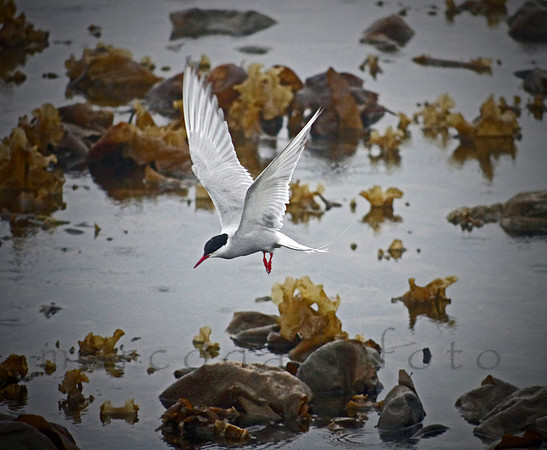 arctic tern in Baltasaund, Unst