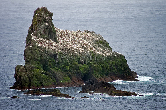 "the north gannetry"